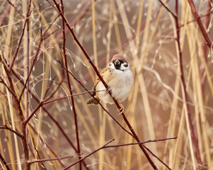 Male sparrow in the reeds