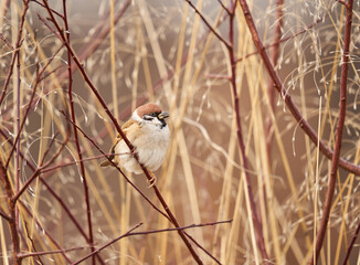 Male sparrow in the reeds