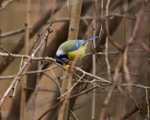 Blue tit in the forest