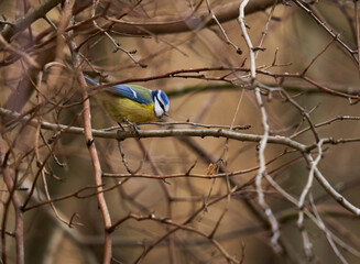 Blue tit in the forest