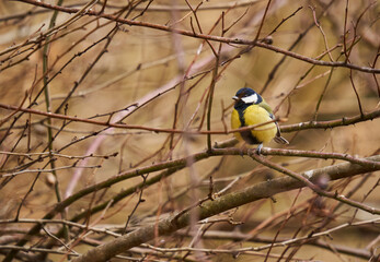 Great tit in the forest