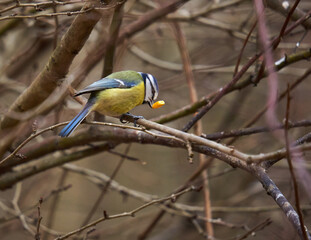 Blue tit in the forest