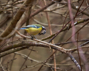 Blue tit in the forest