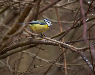 Blue tit in the forest