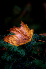 autumn leaves on the ground