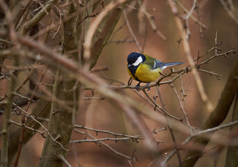 Great tit in the forest