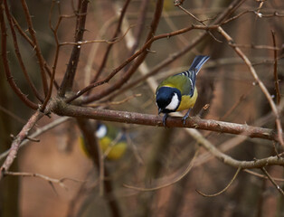 Great tit in the forest