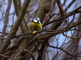 Blue tit in the forest