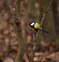 Great tit in the forest