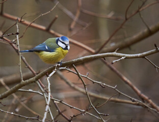 Blue tit in the forest