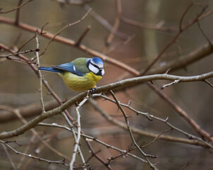 Naklejka premium Blue tit in the forest