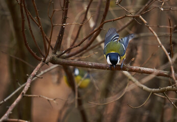 Great tit in the forest