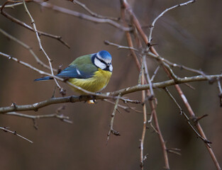 Blue tit in the forest