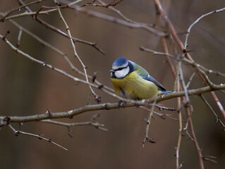 Blue tit in the forest