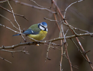 Blue tit in the forest