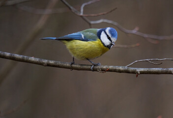 Blue tit in the forest