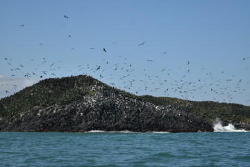 Bandada de aves sobrevolando una isla