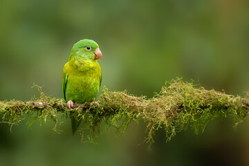 A parakeet is any one of many small to medium-sized species of parrot, in multiple genera, that generally has long tail feathers. Older spellings still sometimes encountered are paroquet or paraquet. 