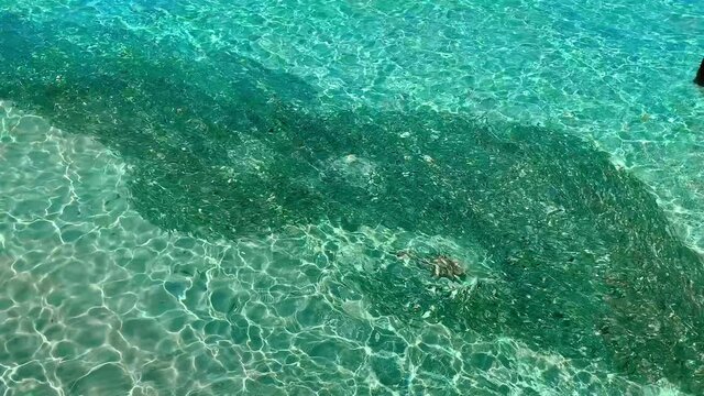 Fish swims above seaweed and sandy bottom in clear ocean