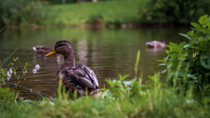 duck and ducklings