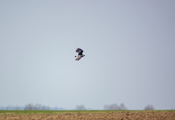 a curlew in low level flight over green grass meadow