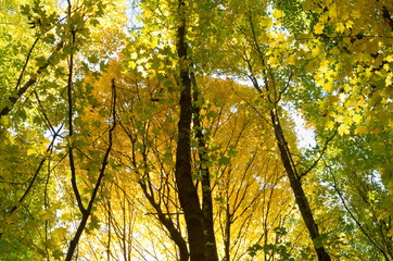 golden autumn glow of forest canopy