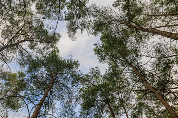Beautiful Pine Deciduous Forest Trees Woods Canopy