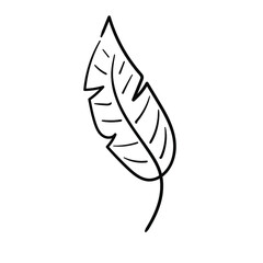 Doodle line palm leaf icon. Hand drawn leaf. Sketch black and white plant branch. Vector line art illustration isolated on white background.