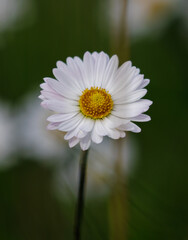 Obraz premium Green grass and chamomiles in the nature