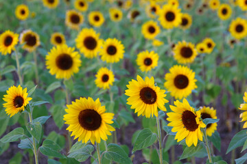 Obraz premium Sunflower