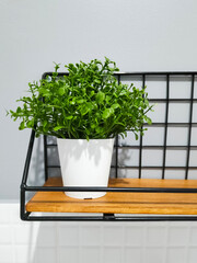 Small green plant in white pot on the shelf in interior