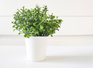Small green plant in pot in interior