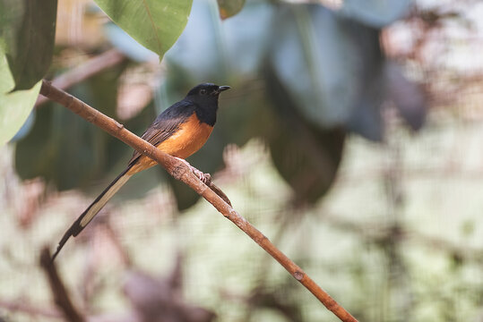 The White-rumped Shama, Copsychus Malabaricus, A Small Passerine Bird