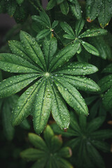leaf of a nettle