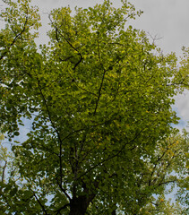 green oak leaves
