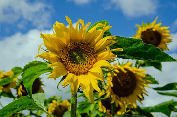 Sunflowers blooming against blue sky