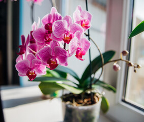 Pink flower and leaves of the phalaenopsis orchid in a flower pot on the windowsill in the house. Care of a houseplant.