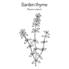 Garden thyme thymus vulgaris , medicinal plant.
