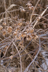 dry grass background