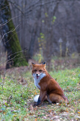 Naklejka na ściany i meble the fox lies in the autumn forest