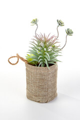 plant in a wicker basket