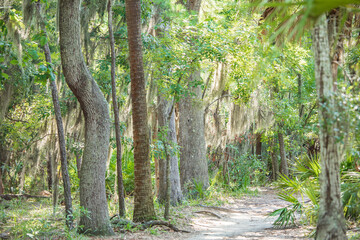 Savannah's Beauty