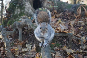 A Squirrel