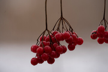 red berries on a branch