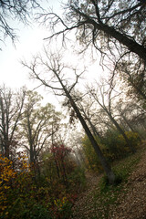 trees in the fog