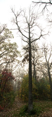 Obraz na płótnie Canvas trees in the fog
