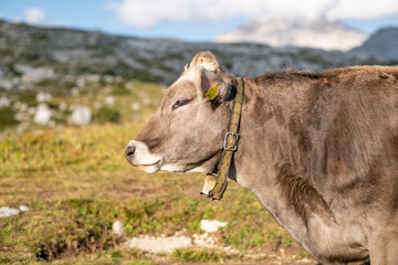 Cows by the mountain Tre Cime, Dolomites, Italy