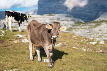 Cows by the mountain Tre Cime, Dolomites, Italy
