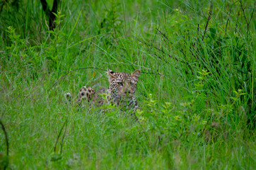 Kruger Leopard