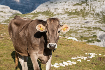 Fototapeta premium Cows by the mountain Tre Cime, Dolomites, Italy